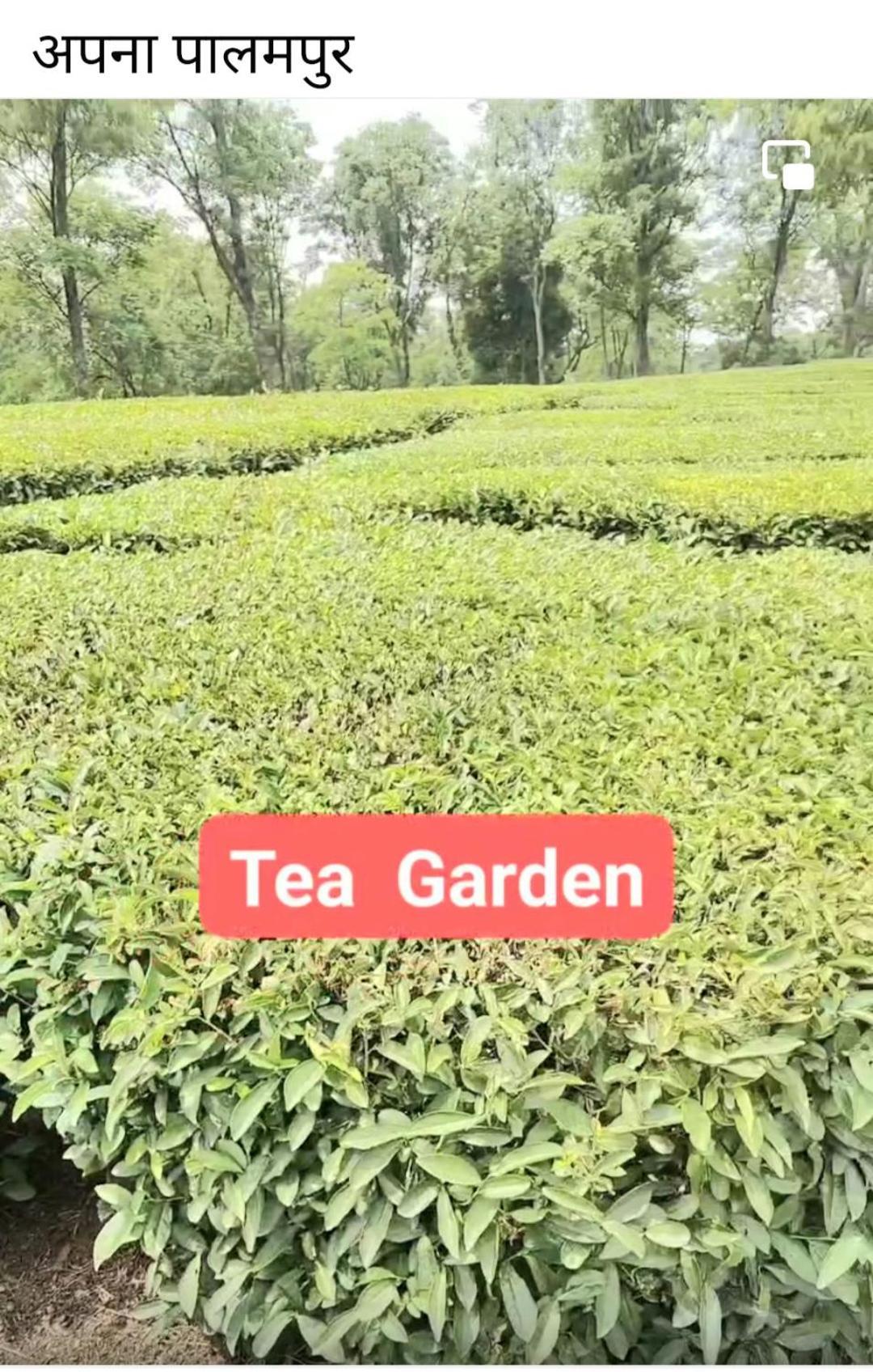 Tirthan Crest Homestay Banjar Ngoại thất bức ảnh